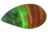 Phenomenal, Iridescent Ammolite (Fossil Ammonite Shell) Cabochon #206031-1